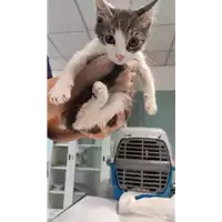 Foto dell\'animale gatto - Matr. 2022/1161 - Microchip 380260044816763