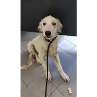 Foto dell\'animale cane - Matr. 2022/1173 - Microchip 380260044816334