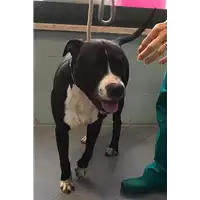 Foto dell\'animale cane - Matr. 2022/1174 - Microchip 380260044816869
