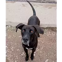 Foto dell\'animale cane - Matr. 2022/1175 - Microchip 380260044665571