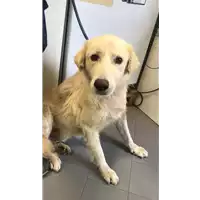 Foto dell\'animale cane - Matr. 2022/1177 - Microchip 380260044665891