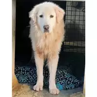 Foto dell\'animale cane - Matr. 2022/1180 - Microchip 380260044816938