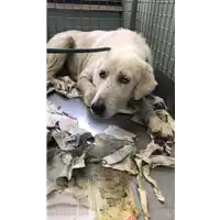 Foto dell\'animale cane - Matr. 2022/1181 - Microchip 380260044666085