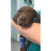 Foto dell\'animale cane - Matr. 2022/1182 - Microchip 380260044665343