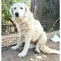 Foto dell\'animale cane - Matr. 2022/0697 - Microchip 380260044549144