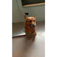 cane - Matr. 2022/0745 - Microchip 380260044549821