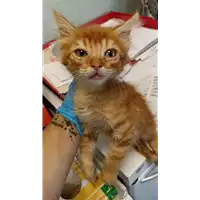 Foto dell\'animale gatto - Matr. 2022/1176 - Microchip 380260044665956
