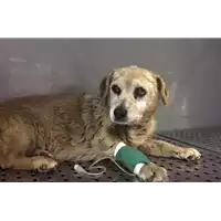 Foto dell\'animale cane - Matr. 2017/1002 - Microchip 380260043319097