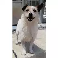 Foto dell\'animale cane - Matr. 2022/0623 - Microchip 380260044549799