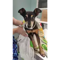 Foto dell\'animale cane - Matr. 2022/1187 - Microchip 380260102124738