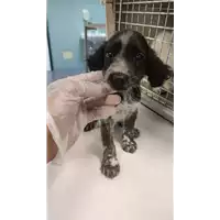 Foto dell\'animale cane - Matr. 2022/1189 - Microchip 380260044666531