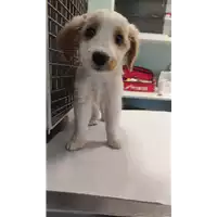 Foto dell\'animale cane - Matr. 2022/1190 - Microchip 380260044666293