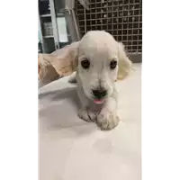 Foto dell\'animale cane - Matr. 2022/1191 - Microchip 380260044670500