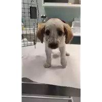 Foto dell\'animale cane - Matr. 2022/1192 - Microchip 380260044667250