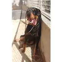 Foto dell\'animale cane - Matr. 2022/0521 - Microchip 380260044551775