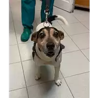 Foto dell\'animale cane - Matr. 2022/1193 - Microchip 380260101820200