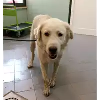 Foto dell\'animale cane - Matr. 2022/1194 - Microchip 380260044666818