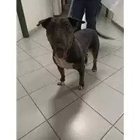 Foto dell\'animale cane - Matr. 2022/1200 - Microchip 380260101485137
