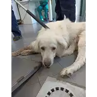 Foto dell\'animale cane - Matr. 2022/1198 - Microchip 380260043794499