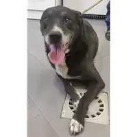 Foto dell\'animale cane - Matr. 2018/0542 - Microchip 380260043501316