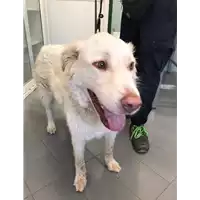 Foto dell\'animale cane - Matr. 2018/0540 - Microchip 380260043507656