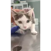 Foto dell\'animale gatto - Matr. 2022/1203 - Microchip 380260044666694