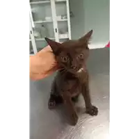 Foto dell\'animale gatto - Matr. 2022/1195 - Microchip 380260044666178