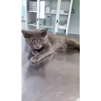 Foto dell\'animale gatto - Matr. 2022/1211 - Microchip 380260044669809
