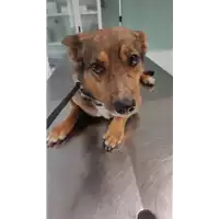 Foto dell\'animale cane - Matr. 2022/1212 - Microchip 380260042324137