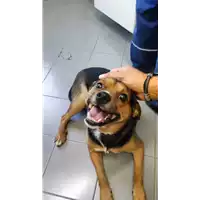 Foto dell\'animale cane - Matr. 2022/1214 - Microchip 380260044816492