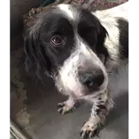 Foto dell\'animale cane - Matr. 2017/1008 - Microchip 380260043319373