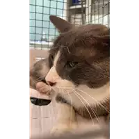 Foto dell\'animale gatto - Matr. 2022/1225 - Microchip 380260044667104