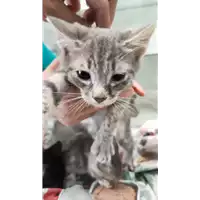 Foto dell\'animale gatto - Matr. 2022/1230 - Microchip 380260044665214