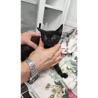 Foto dell\'animale gatto - Matr. 2022/1231 - Microchip 380260044816792