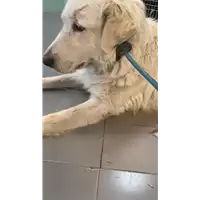 Foto dell\'animale cane - Matr. 2022/1237 - Microchip 380260044666591