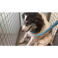 Foto dell\'animale cane - Matr. 2022/1238 - Microchip 380260044666783