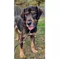 Foto dell\'animale cane - Matr. 2022/1245 - Microchip 380260044816268