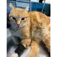 Foto dell\'animale gatto - Matr. 2021/0169 - Microchip 380260044279642