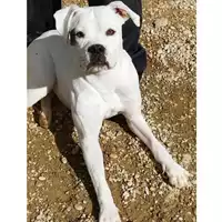 Foto dell\'animale cane - Matr. 2022/1248 - Microchip 380260044816542