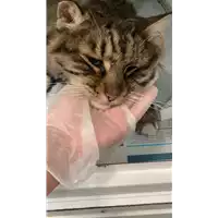 Foto dell\'animale gatto - Matr. 2022/1254 - Microchip 380260044665829