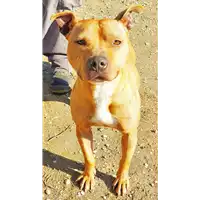 Foto dell\'animale cane - Matr. 2019/0775 - Microchip 380260043869955