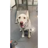 Foto dell\'animale cane - Matr. 2022/1253 - Microchip 380260040379646