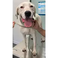 Foto dell\'animale cane - Matr. 2022/1257 - Microchip 380260101654604