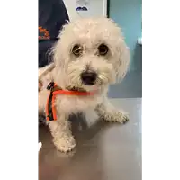 Foto dell\'animale cane - Matr. 2022/1258 - Microchip 380260101833670