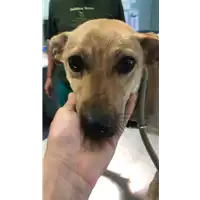 Foto dell\'animale cane - Matr. 2022/1259 - Microchip 380260044816746