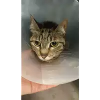 gatto - Matr. 2022/1265 - Microchip 380260044665350