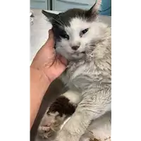 gatto - Matr. 2022/1267 - Microchip 380260044816963
