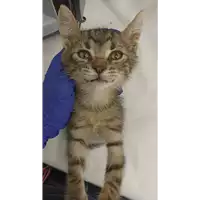Foto dell\'animale gatto - Matr. 2022/1273 - Microchip 380260044816419