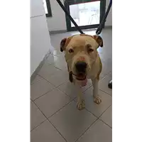 Foto dell\'animale cane - Matr. 2022/1278 - Microchip 380260044666433