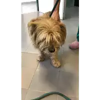 Foto dell\'animale cane - Matr. 2022/1283 - Microchip 380260044816588
